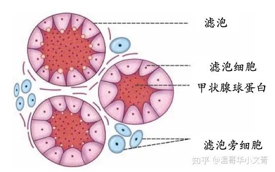 自身免疫病能补硒吗