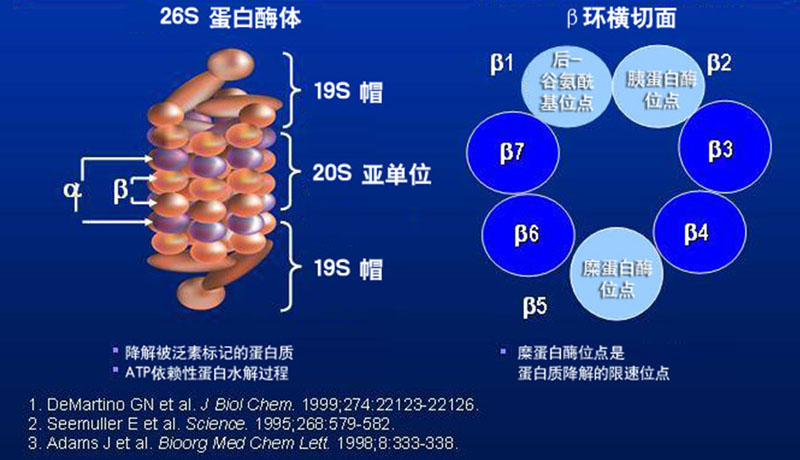 缺锰和硒要补什么钙