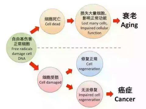 多补充维生素C就能抗癌、抗衰老、防感冒？别天真了