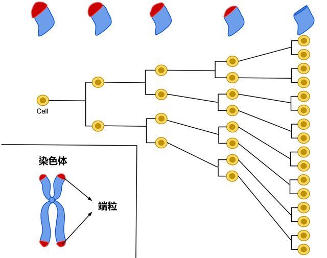 运动员为什么要补硒