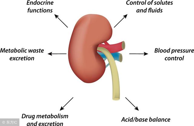 补硒对肾囊肿的作用(补硒有什么作用)-硒宝网