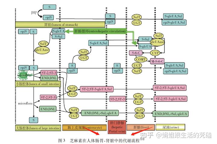 补钙喝什么牛奶