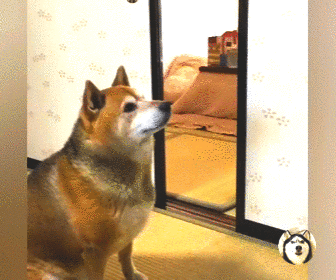 狗狗微量元素