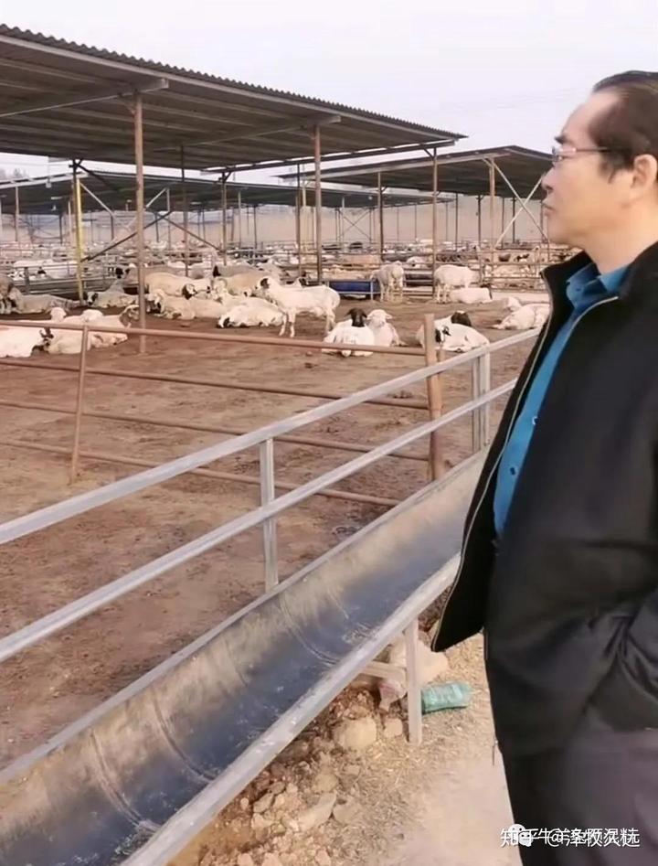 怀孕母羊几个月补硒
