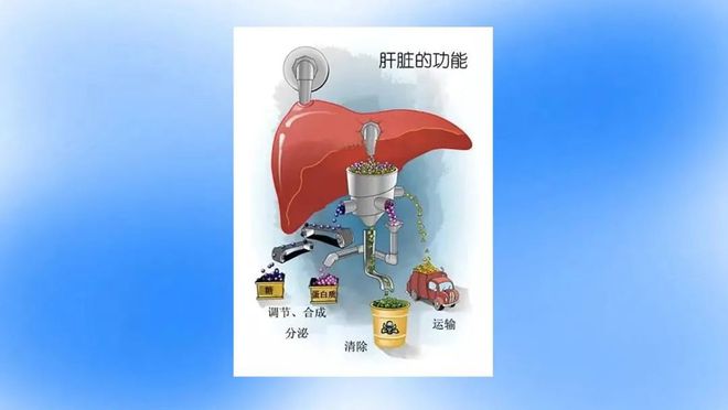 补硒对脂肪肝的作用
