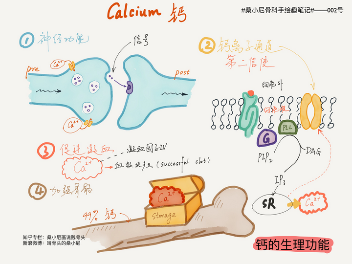 吃啥补钙效果最好