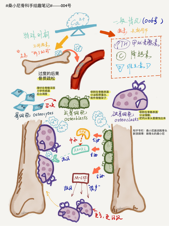 吃啥补钙效果最好