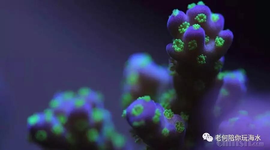 硒镁铁缺这怎么补?。ㄈ备泼咎趺床梗?硒宝网