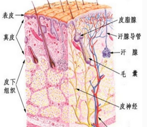 “血压高的原因”补钙胶囊，最佳服用时间揭密