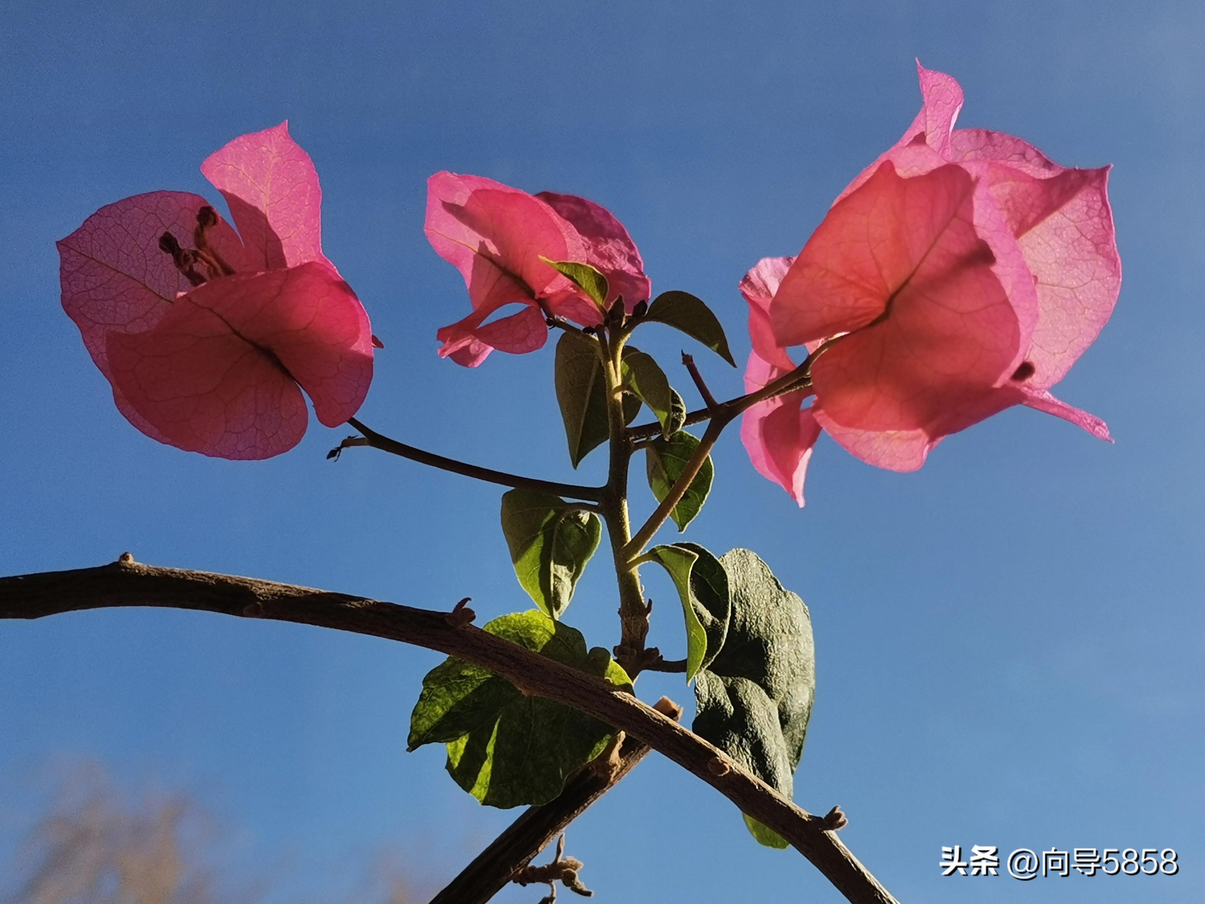 感冒期间可以补钙吗