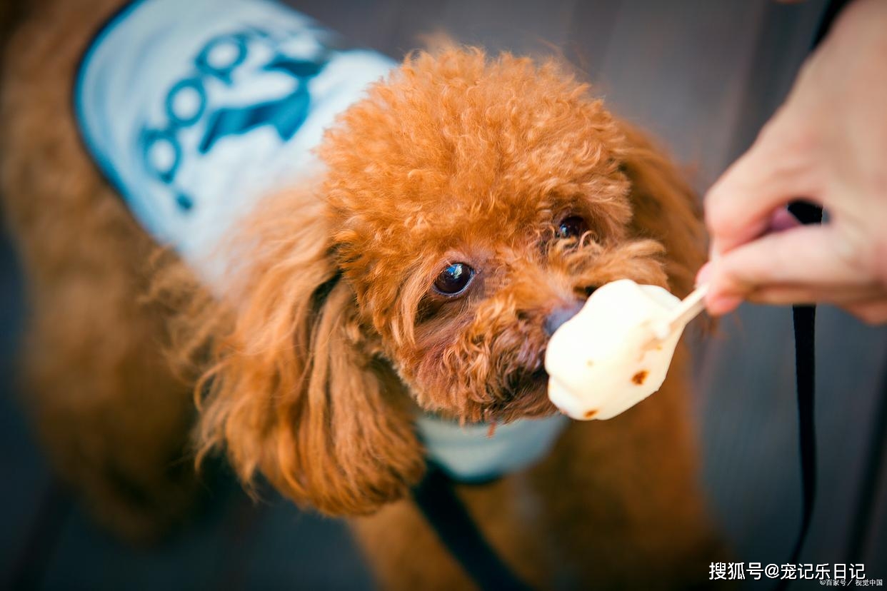 狗狗补钙吃什么好