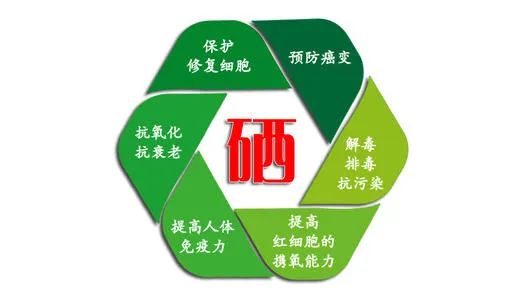 微量元素有几种