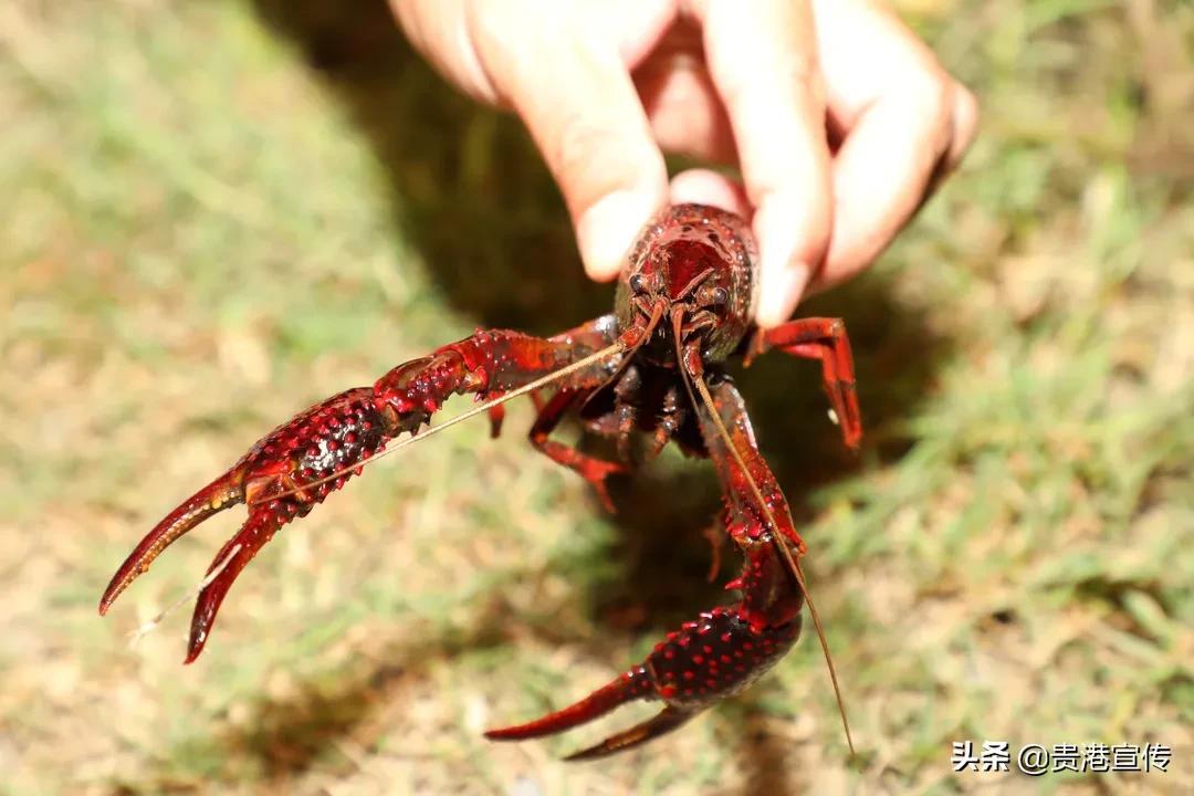 贵港富硒农产品品牌(贵港市富硒农产品)-硒宝网