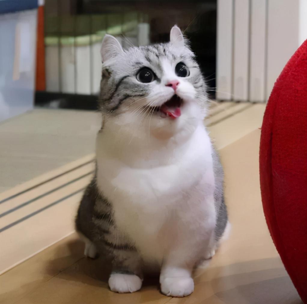 猫咪需要补钙吗