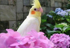 绣球花开，夏日倾情！这场花事活动，你打卡了吗？