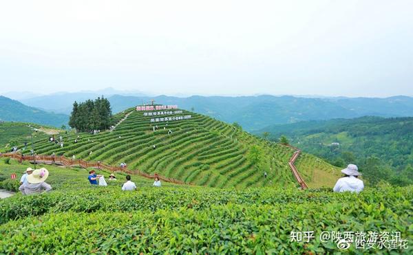 安康市富硒桑叶产品