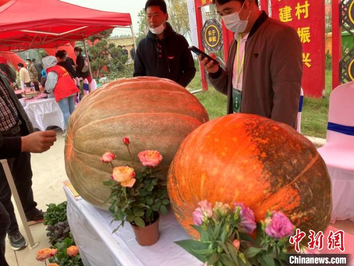 图为展区展出的180斤巨型南瓜。　赵伟涛 摄