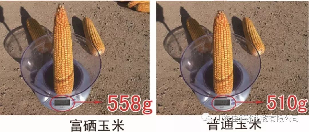富硒农产品降低成本