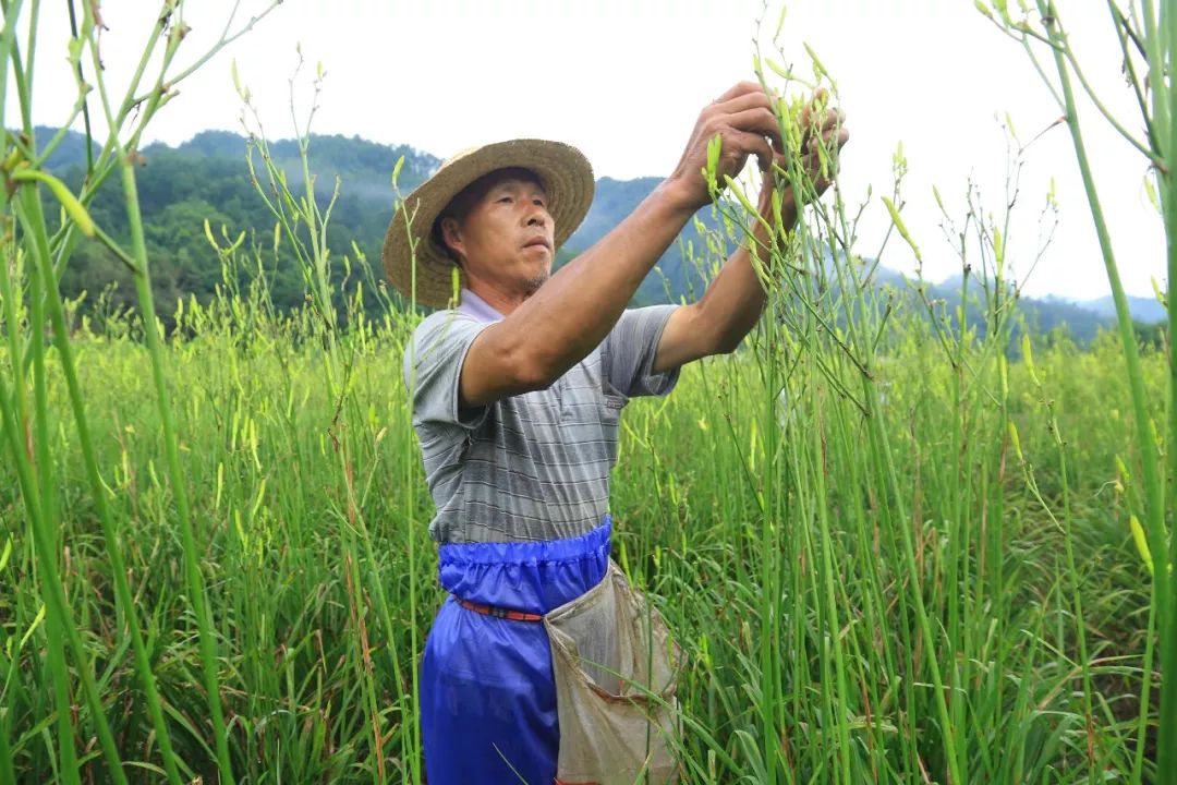 紫阳富硒茶政治环境