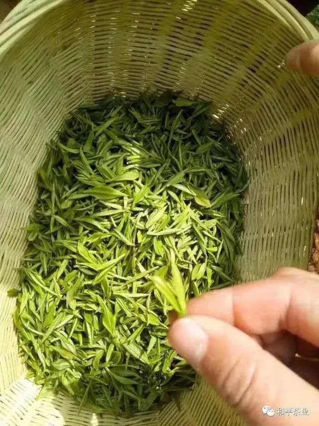 紫阳富硒茶政治环境