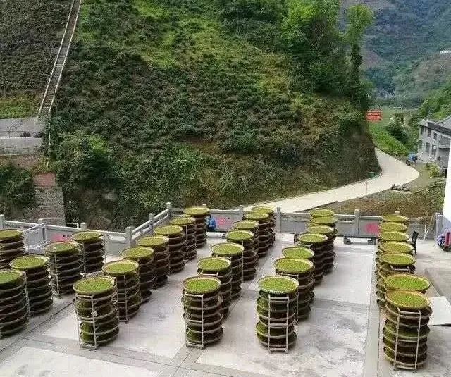紫阳富硒茶政治环境