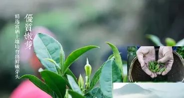 紫阳富硒茶政治环境
