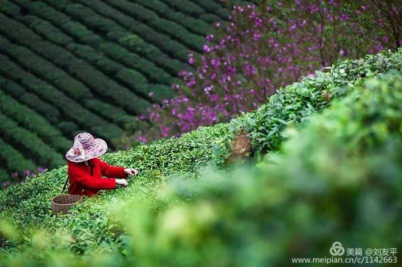 紫阳富硒茶政治环境