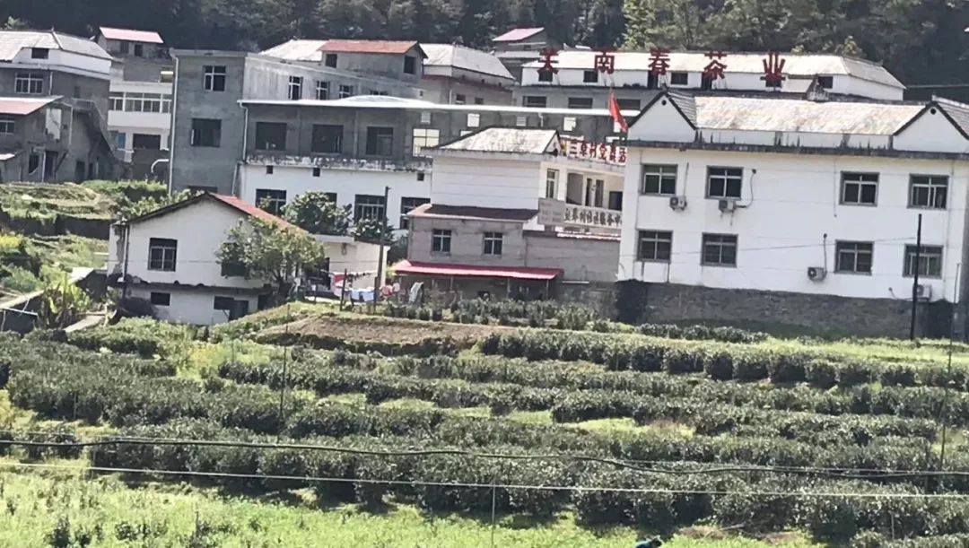 紫阳富硒茶政治环境