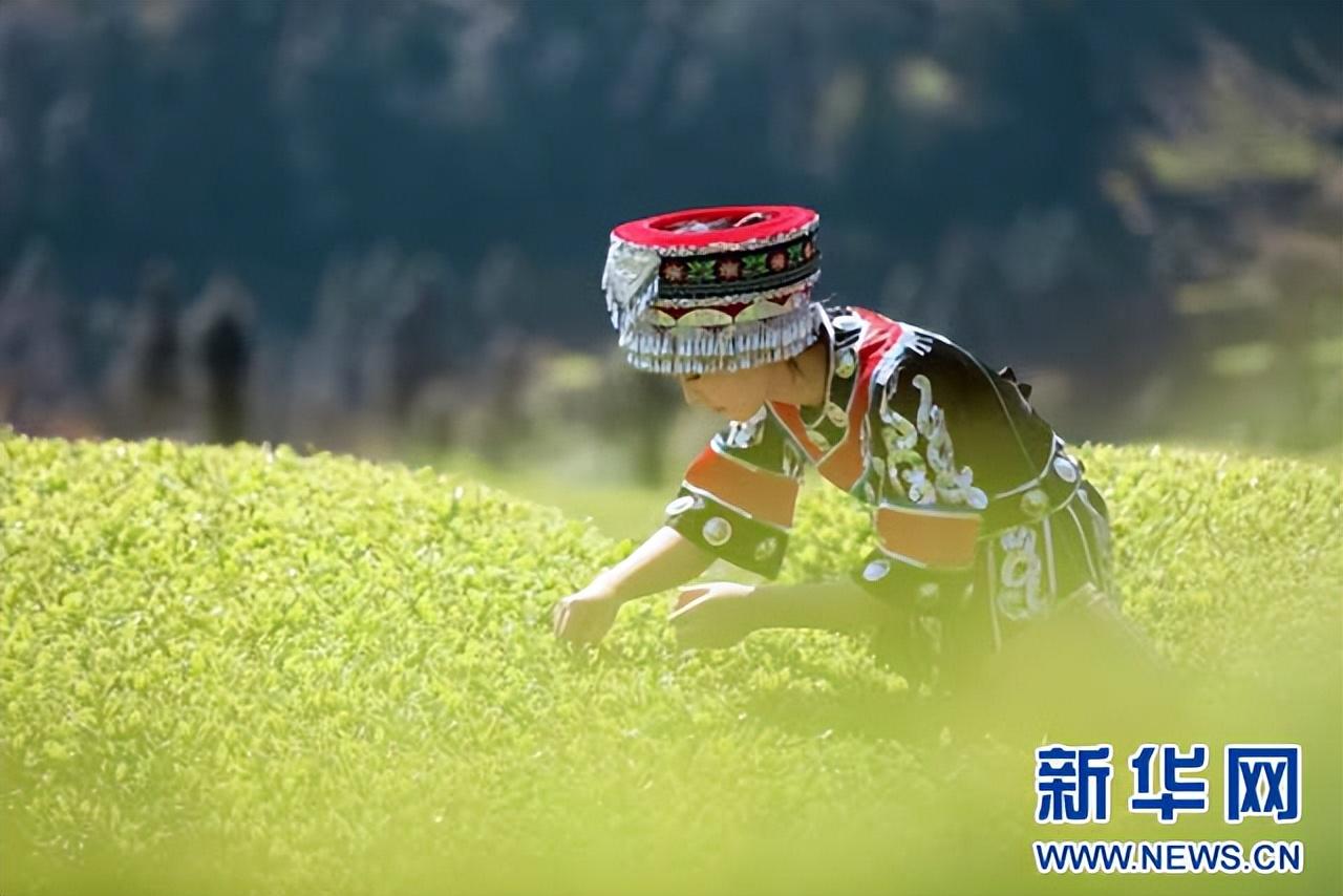 江夏富硒茶玉露企业
