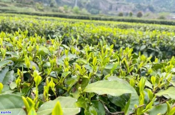 富硒茶属于什么茶种呢，揭秘富硒茶的茶种归属，你了解吗？