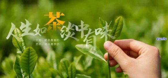 富硒茶属于什么茶种呢，揭秘富硒茶的茶种归属，你了解吗？