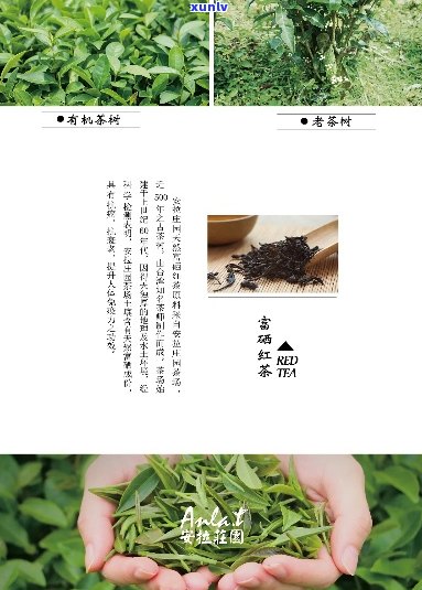 富硒茶属于什么茶种呢，揭秘富硒茶的茶种归属，你了解吗？