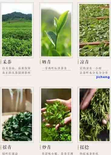 硒茶属于什么茶种？详解石台硒茶与其它茶种类别