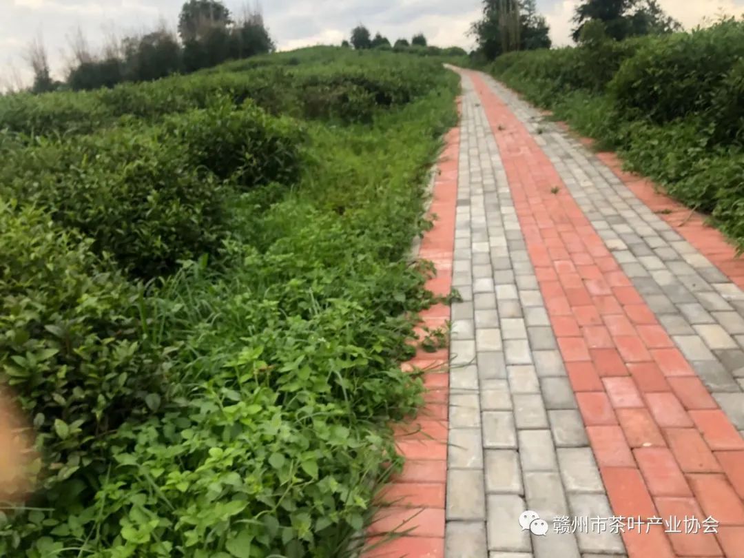 于都富硒盘古茶介绍