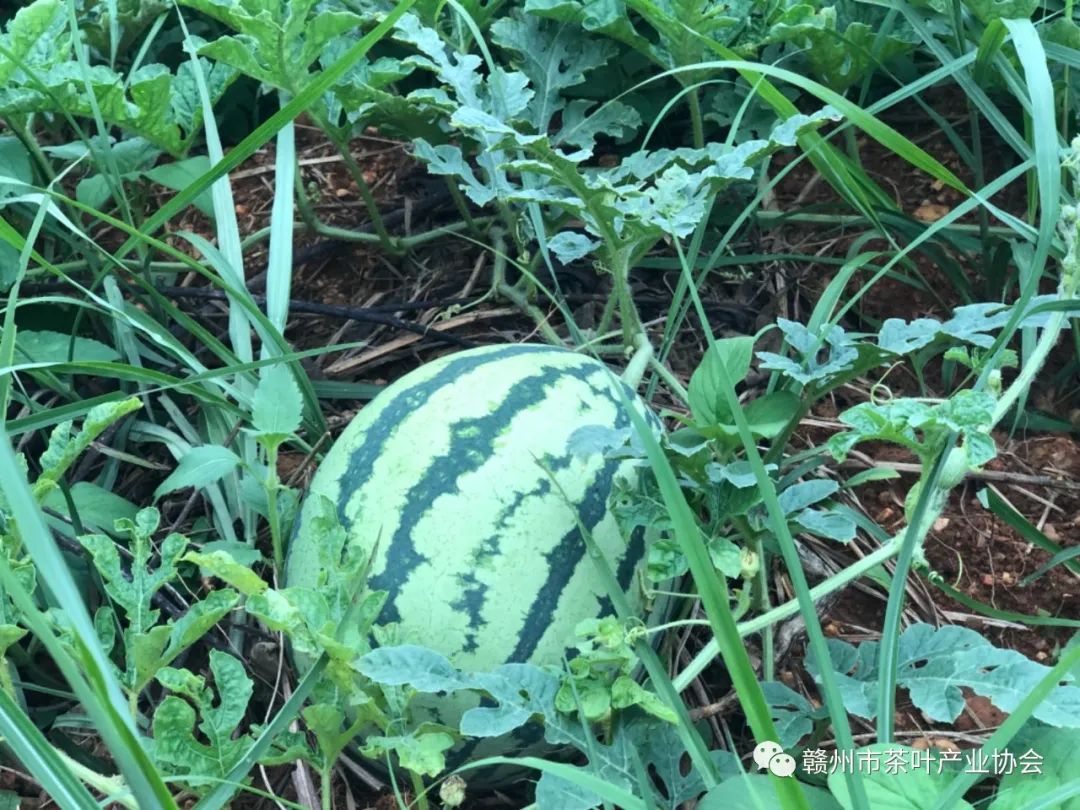 于都富硒盘古茶介绍