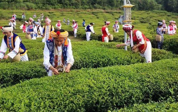 为什么说湖南吉美生物的“白族老白茶”品质与众不同？