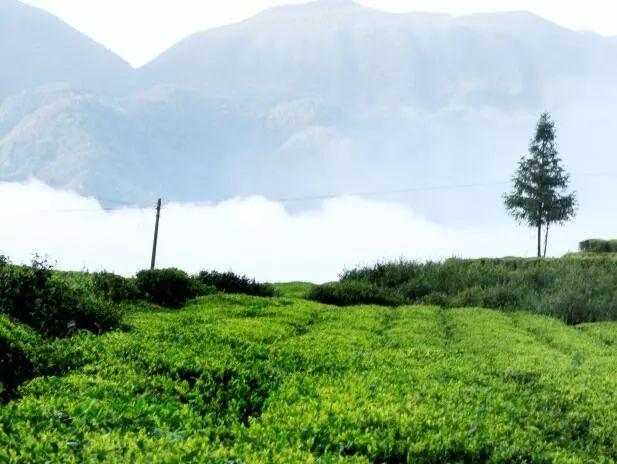 为什么说湖南吉美生物的“白族老白茶”品质与众不同？