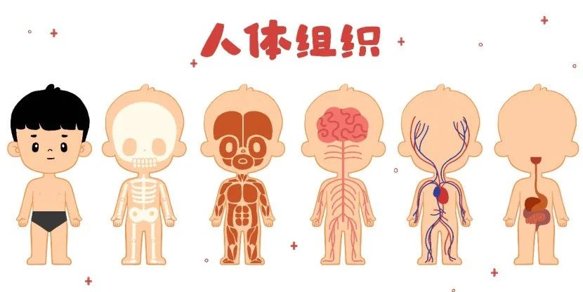 测微量元素需要空腹吗