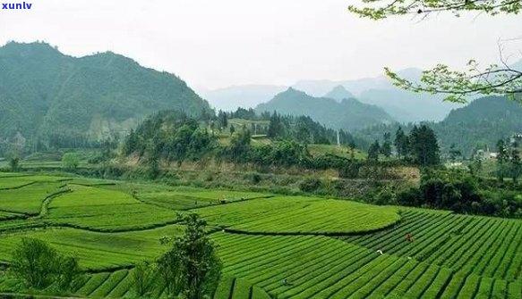 利川毛坝茶厂有哪些产品，探秘利川毛坝茶厂：揭秘其主打产品
