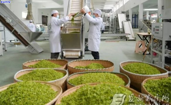 利川毛坝茶厂有哪些产品，探秘利川毛坝茶厂：揭秘其主打产品
