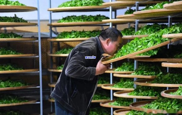 利川毛坝茶厂有哪些产品，探秘利川毛坝茶厂：揭秘其主打产品
