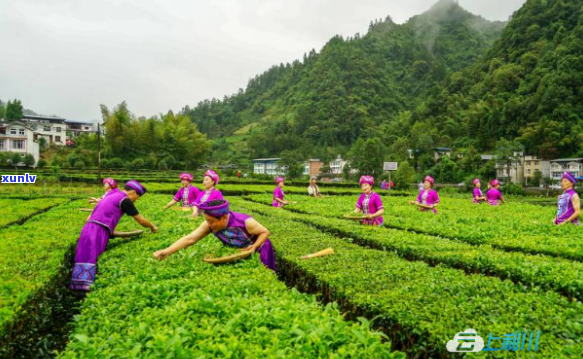 利川毛坝茶厂有哪些产品，探秘利川毛坝茶厂：揭秘其主打产品