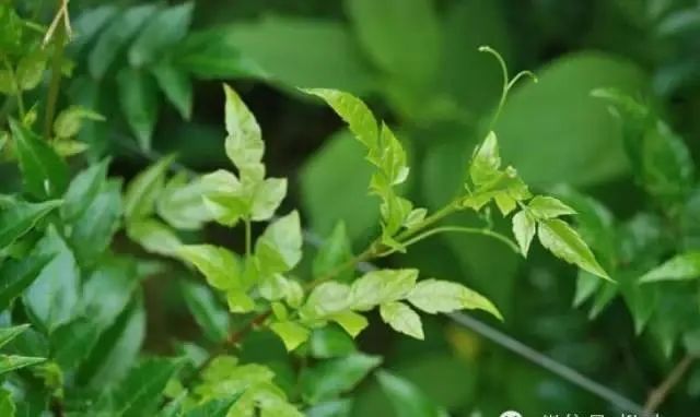 富硒藤茶可以降压吗