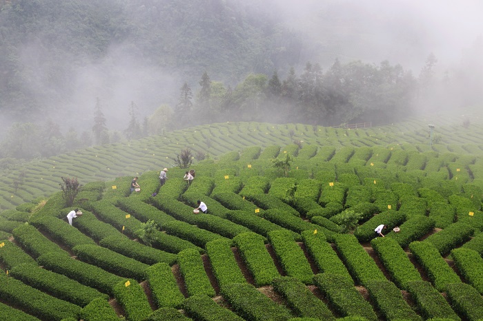 花枝山生态茶园。(1220975)-20201211104704