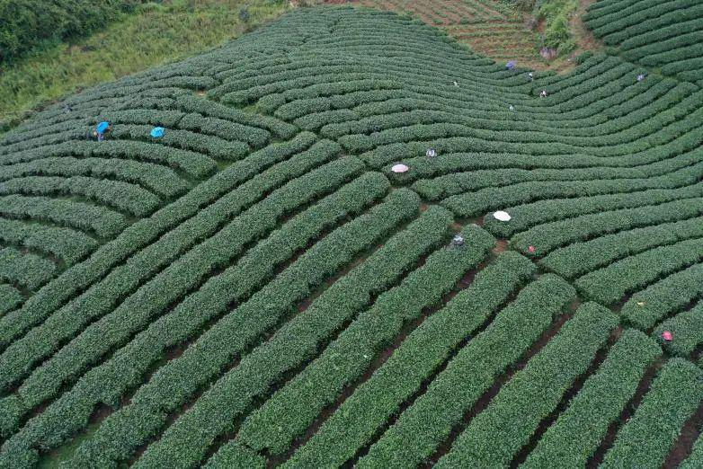 山西凤冈富锌富硒茶