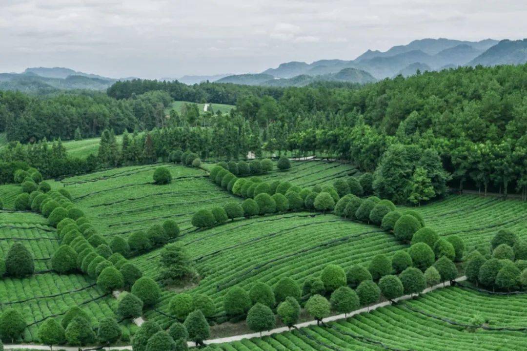 贵州凤冈富锌富硒茶