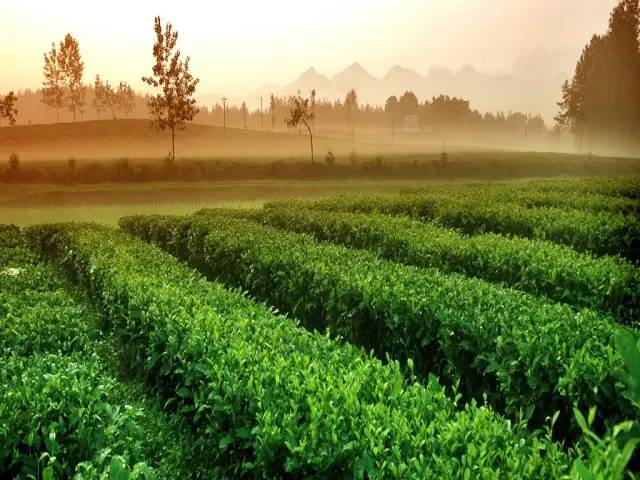 安宁凤冈富锌富硒茶