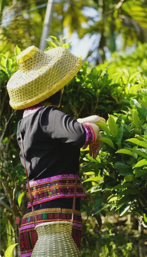 茶香醉人紫阳富硒茶