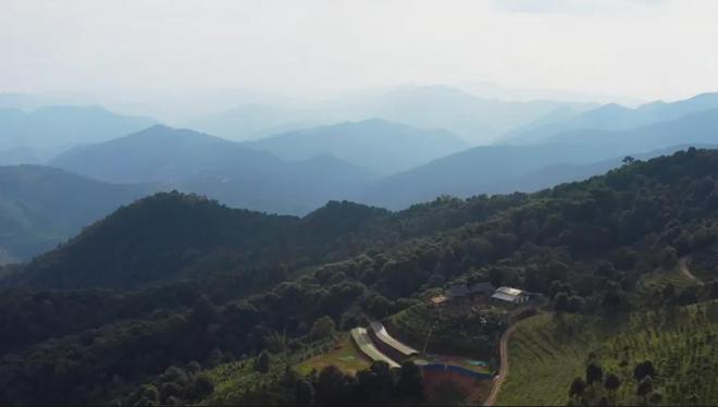 茶香醉人紫阳富硒茶