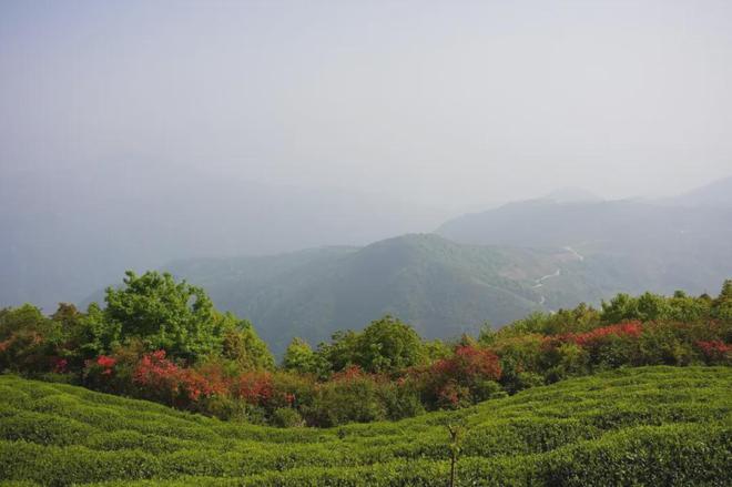 茶香醉人紫阳富硒茶